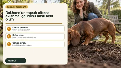 Dakhund'un toprak altında avlanma içgüdüsü nasıl belli olur?