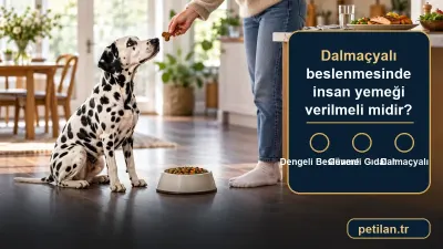 Dalmaçyalı beslenmesinde insan yemeği verilmeli midir?