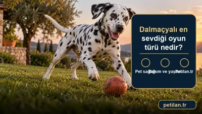 Dalmaçyalı en sevdiği oyun türü nedir?