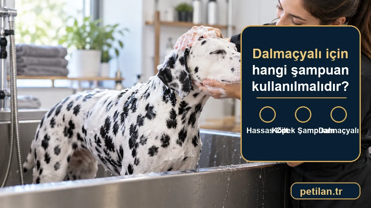 Dalmaçyalı için hangi şampuan kullanılmalıdır?
