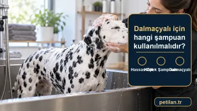 Dalmaçyalı için hangi şampuan kullanılmalıdır?