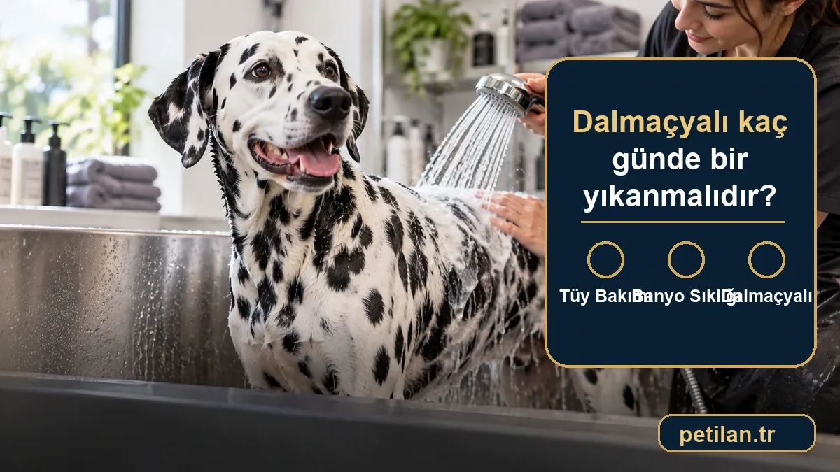 Dalmaçyalı kaç günde bir yıkanmalıdır?