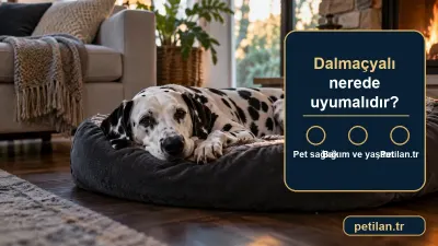 Dalmaçyalı nerede uyumalıdır?