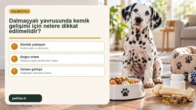 Dalmaçyalı yavrusunda kemik gelişimi için nelere dikkat edilmelidir?