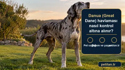 Danua (Great Dane) havlaması nasıl kontrol altına alınır?
