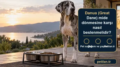 Danua (Great Dane) mide dönmesine karşı nasıl beslenmelidir?