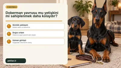 Doberman yavrusu mu yetişkini mi sahiplenmek daha kolaydır?