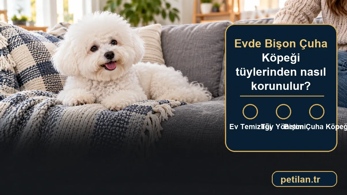 evde Bişon Çuha Köpeği tüylerinden nasıl korunulur?