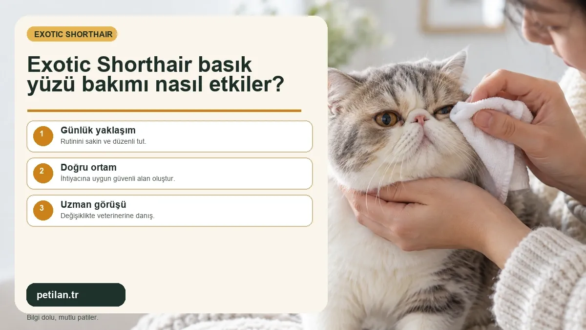 Exotic Shorthair basık yüzü bakımı nasıl etkiler?