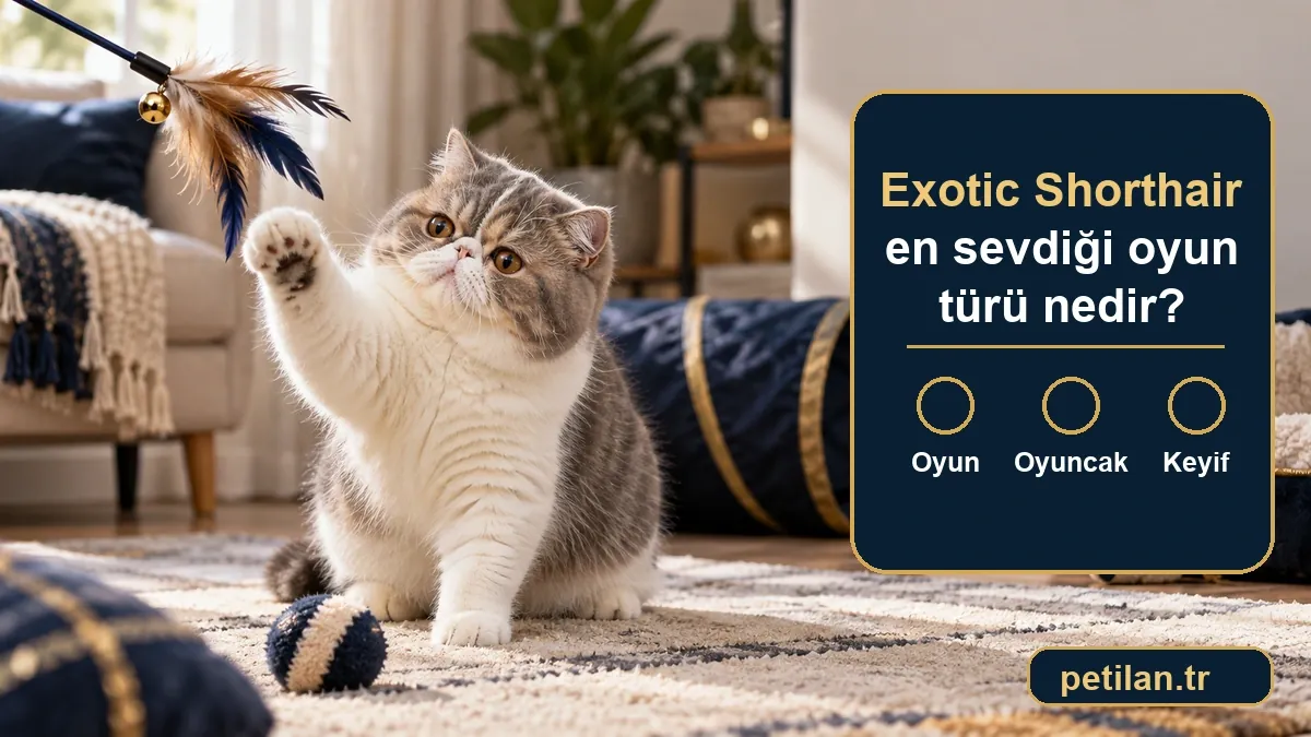 Exotic Shorthair en sevdiği oyun türü nedir?