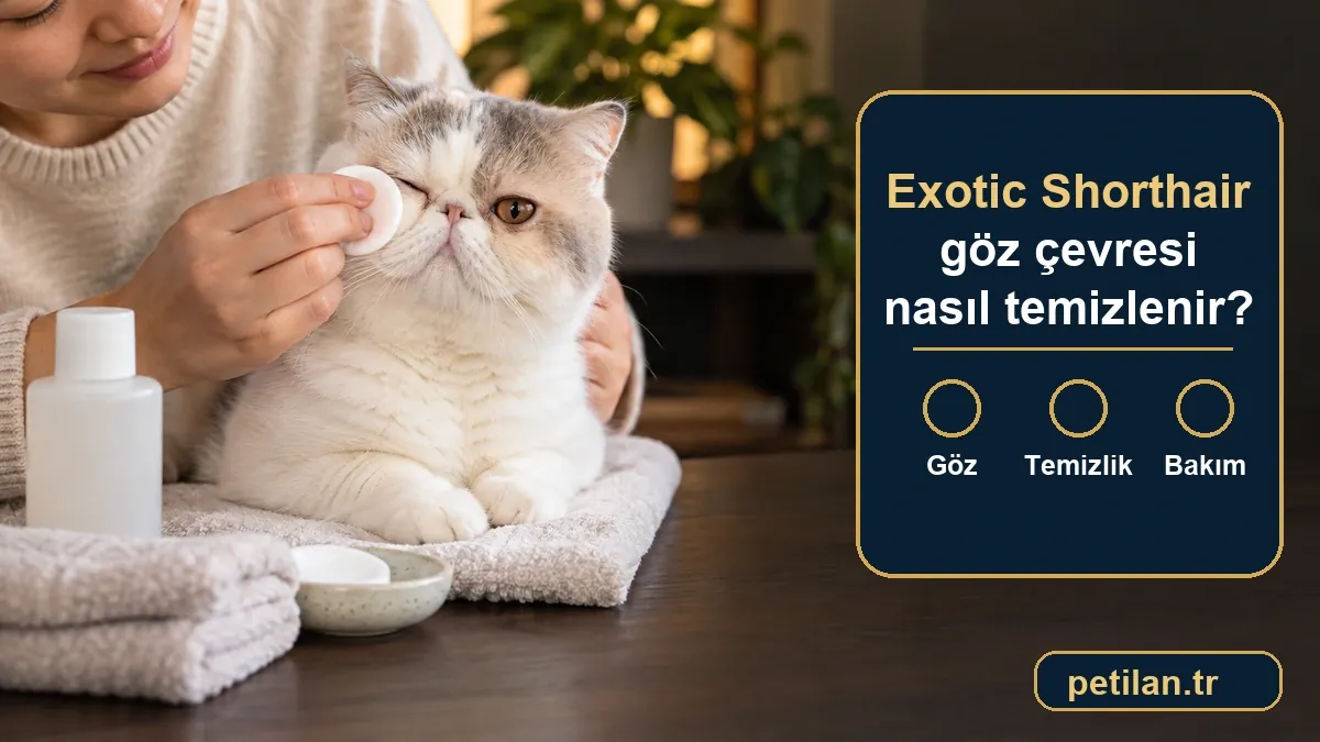 Exotic Shorthair göz çevresi nasıl temizlenir?