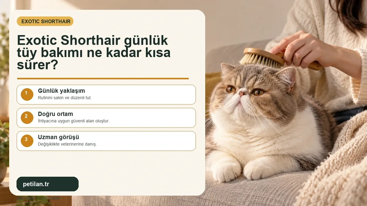 Exotic Shorthair günlük tüy bakımı ne kadar kısa sürer?