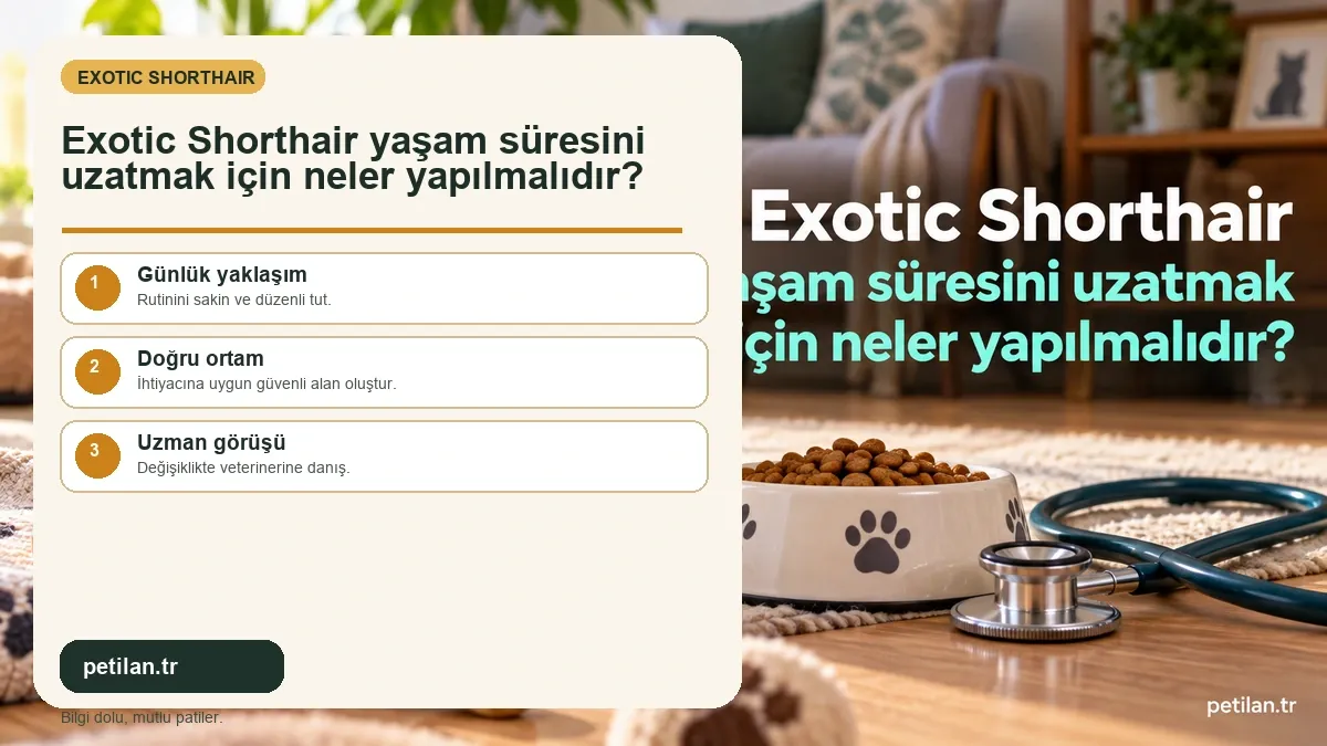 Exotic Shorthair yaşam süresini uzatmak için neler yapılmalıdır?