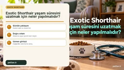 Exotic Shorthair yaşam süresini uzatmak için neler yapılmalıdır?