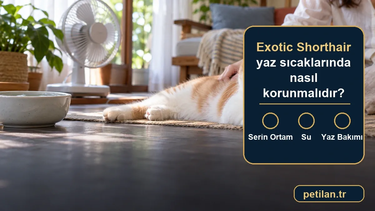 Exotic Shorthair yaz sıcaklarında nasıl korunmalıdır?