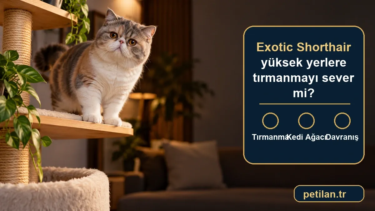 Exotic Shorthair yüksek yerlere tırmanmayı sever mi?