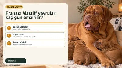 Fransız Mastiff yavruları kaç gün emzirilir?