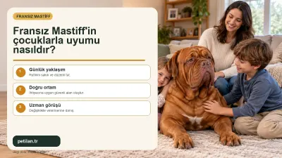 Fransız Mastiff'in çocuklarla uyumu nasıldır?