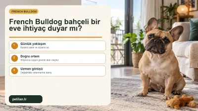 French Bulldog bahçeli bir eve ihtiyaç duyar mı?