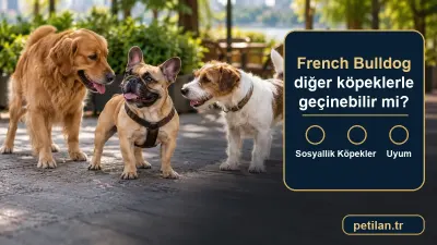French Bulldog diğer köpeklerle geçinebilir mi?