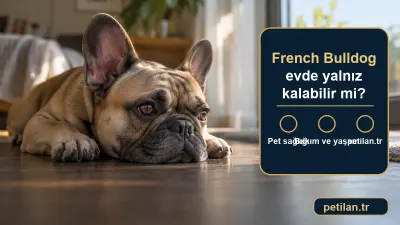 French Bulldog evde yalnız kalabilir mi?