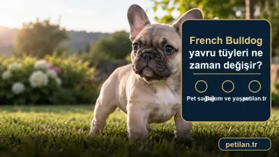 French Bulldog yavru tüyleri ne zaman değişir?
