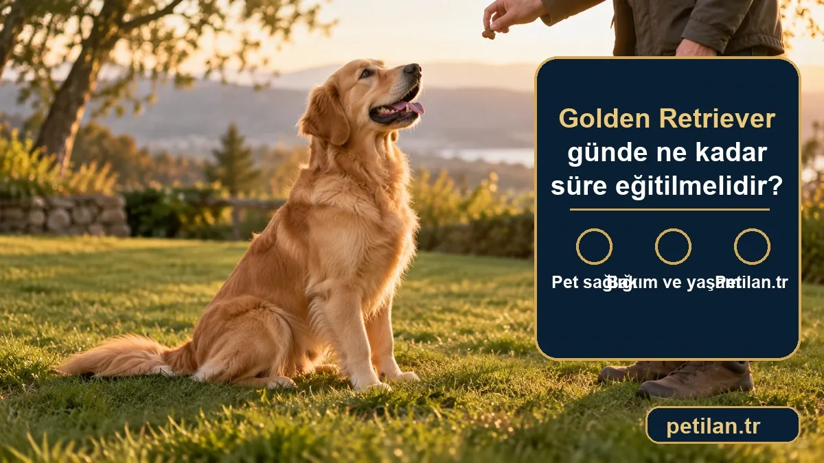 Golden Retriever günde ne kadar süre eğitilmelidir?