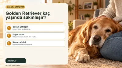 Golden Retriever kaç yaşında sakinleşir?