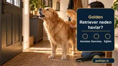 Golden Retriever neden havlar?