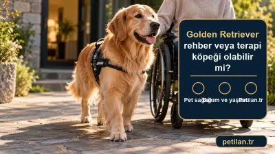 Golden Retriever rehber veya terapi köpeği olabilir mi?