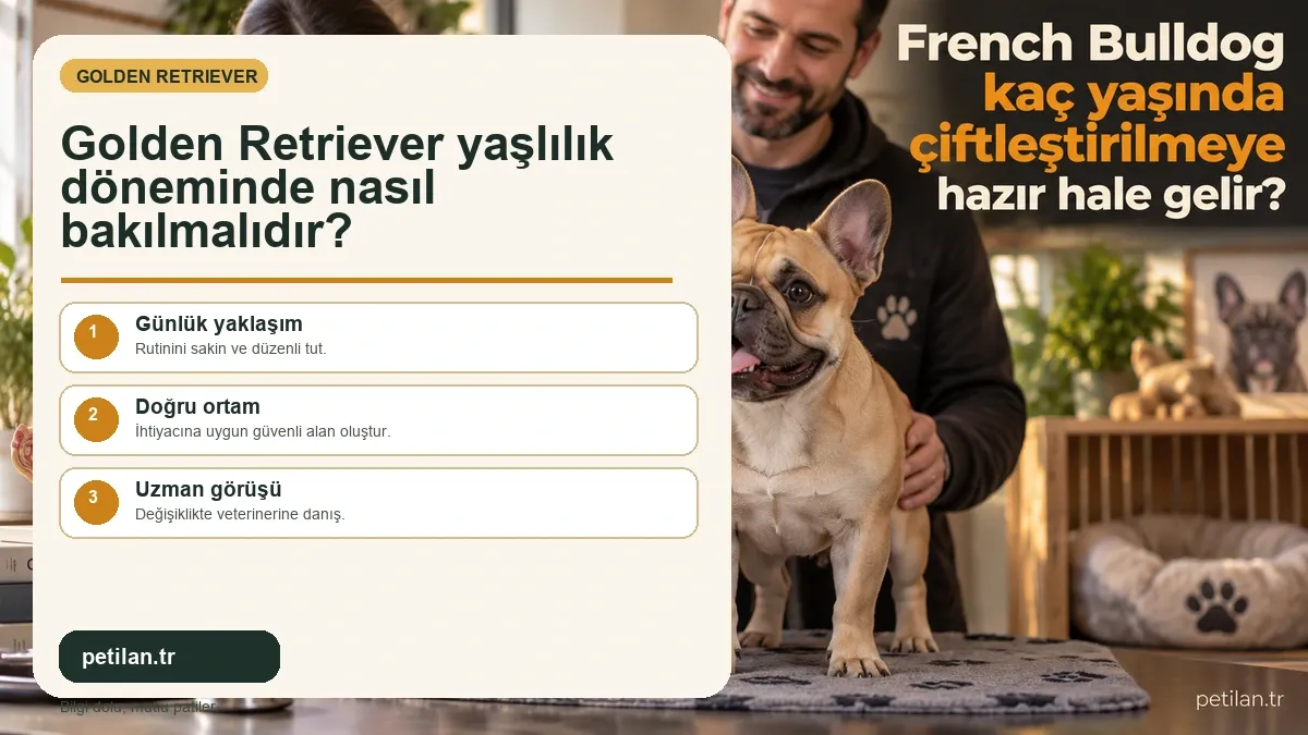 Golden Retriever yaşlılık döneminde nasıl bakılmalıdır?
