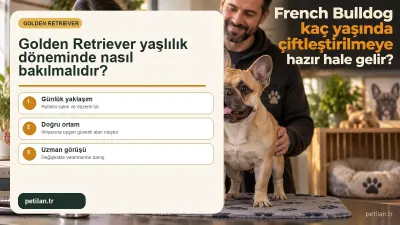 Golden Retriever yaşlılık döneminde nasıl bakılmalıdır?