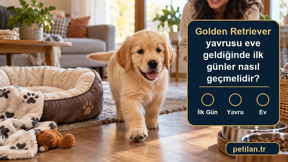 Golden Retriever yavrusu eve geldiğinde ilk günler nasıl geçmelidir?
