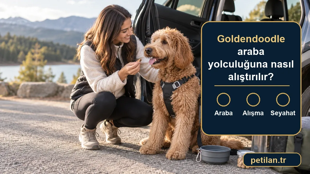 Goldendoodle araba yolculuğuna nasıl alıştırılır?