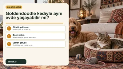 Goldendoodle kediyle aynı evde yaşayabilir mi?
