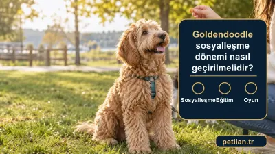 Goldendoodle sosyalleşme dönemi nasıl geçirilmelidir?