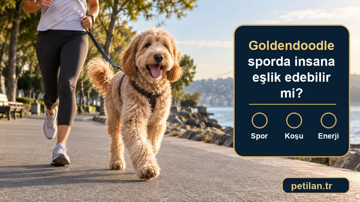 Goldendoodle sporda insana eşlik edebilir mi?