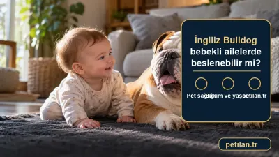 İngiliz Bulldog bebekli ailelerde beslenebilir mi?