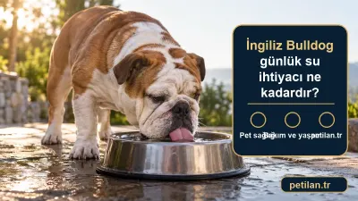 İngiliz Bulldog günlük su ihtiyacı ne kadardır?