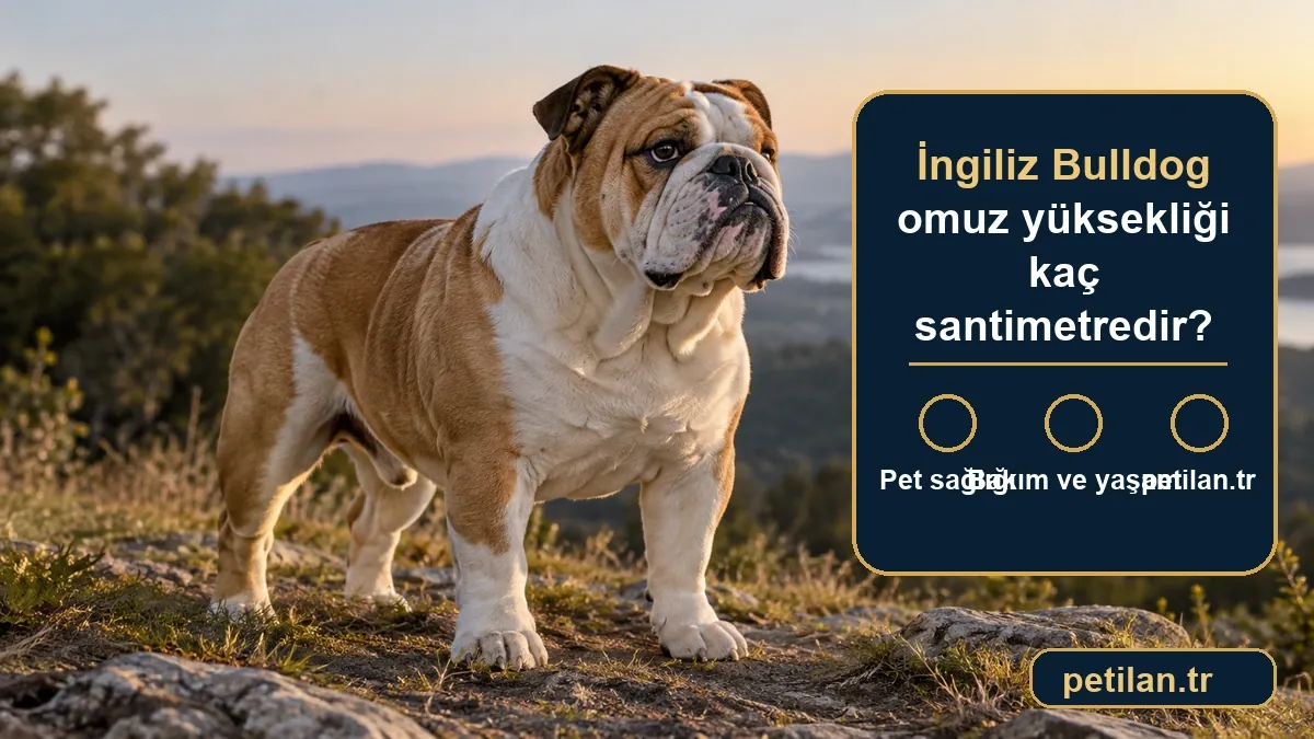 İngiliz Bulldog omuz yüksekliği kaç santimetredir?