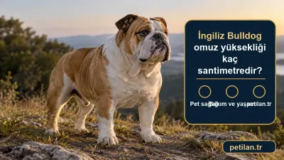 İngiliz Bulldog omuz yüksekliği kaç santimetredir?