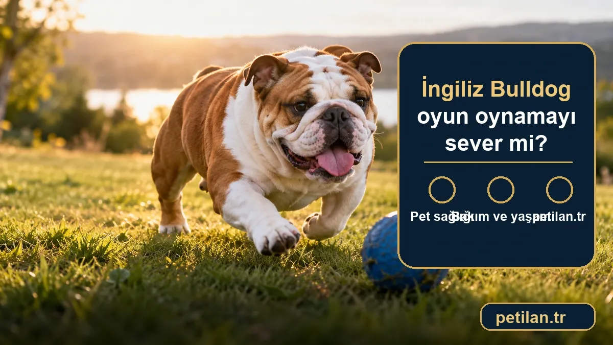 İngiliz Bulldog oyun oynamayı sever mi?