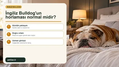 İngiliz Bulldog'un horlaması normal midir?