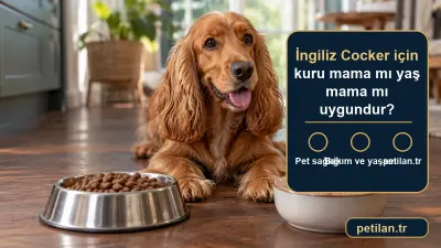 İngiliz Cocker için kuru mama mı yaş mama mı uygundur?