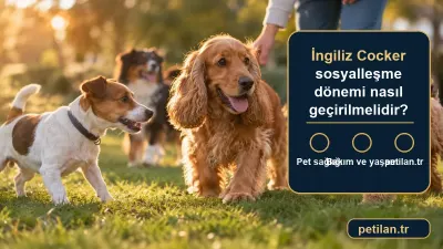 İngiliz Cocker sosyalleşme dönemi nasıl geçirilmelidir?
