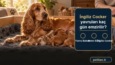 İngiliz Cocker yavruları kaç gün emzirilir?