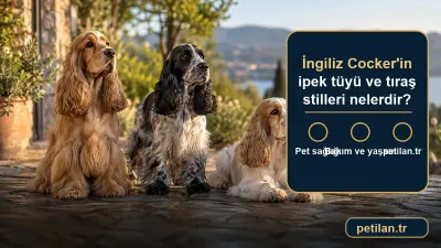İngiliz Cocker'in ipek tüyü ve tıraş stilleri nelerdir?