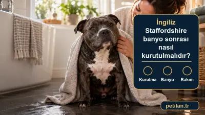 İngiliz Staffordshire banyo sonrası nasıl kurutulmalıdır?
