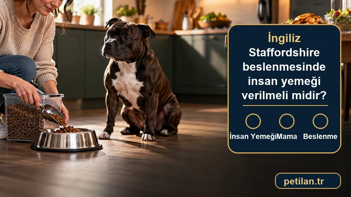 İngiliz Staffordshire beslenmesinde insan yemeği verilmeli midir?