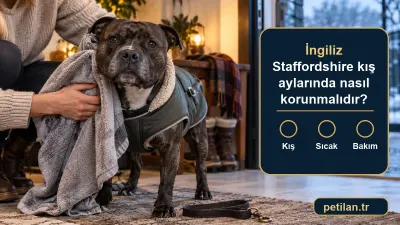 İngiliz Staffordshire kış aylarında nasıl korunmalıdır?
